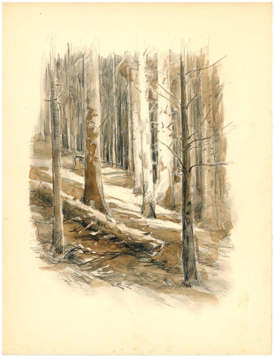 Arbre coupé