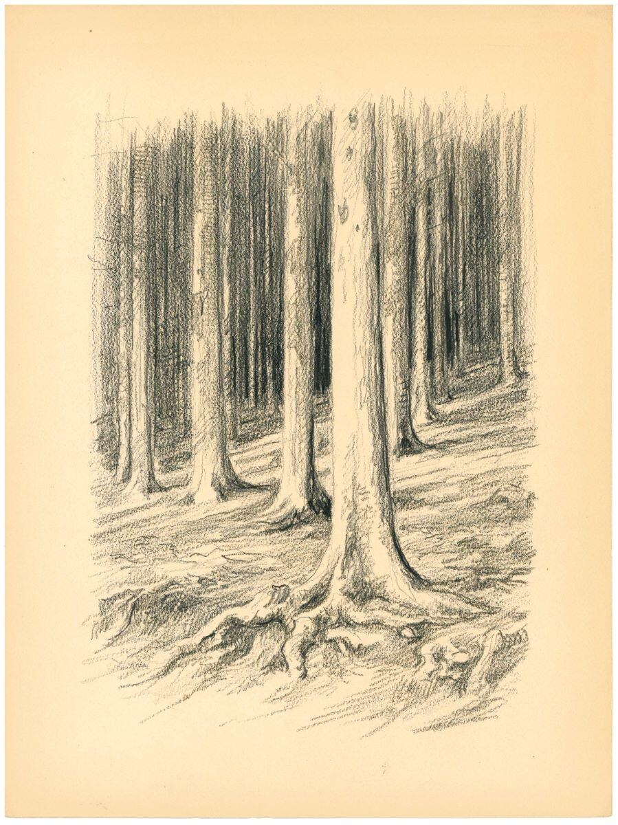Allée d'arbres