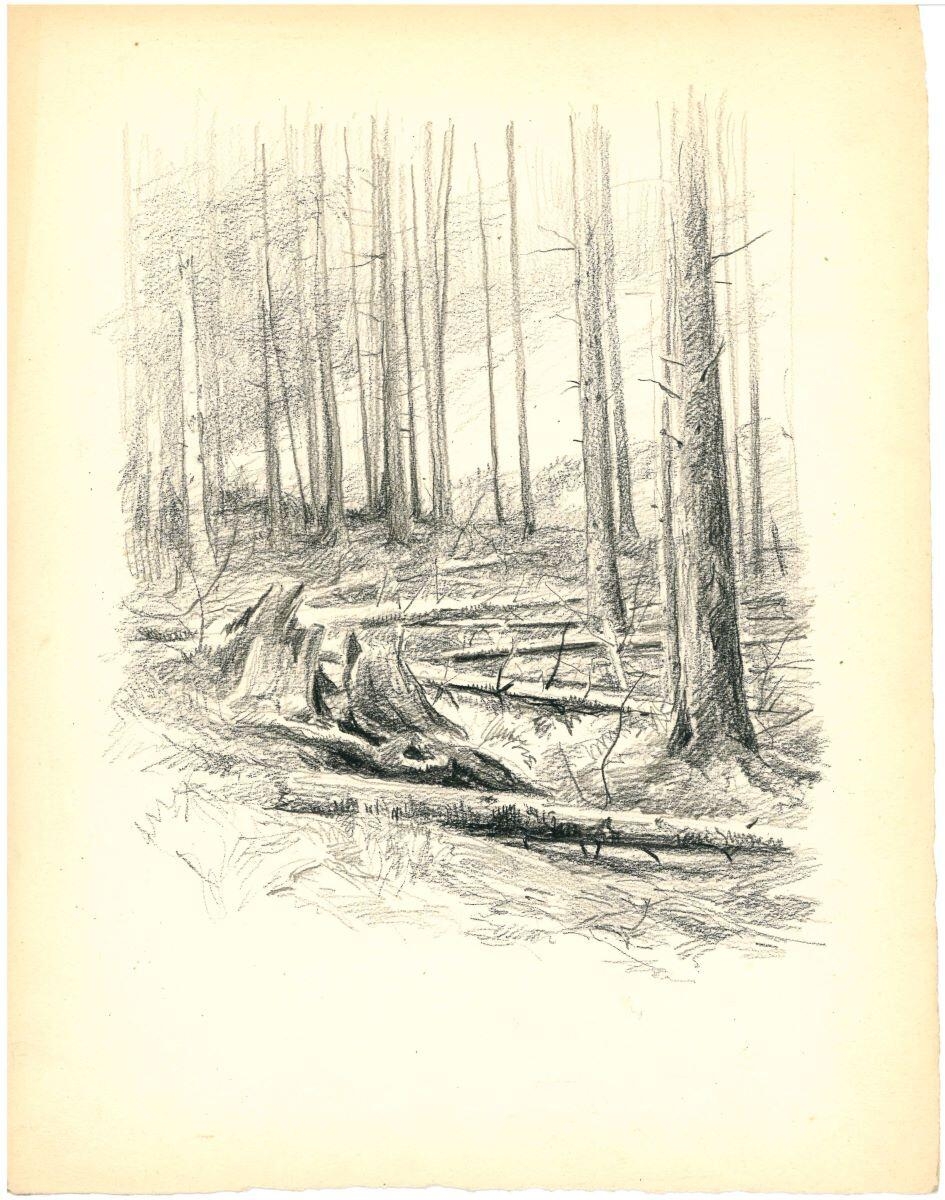 Arbres coupés
