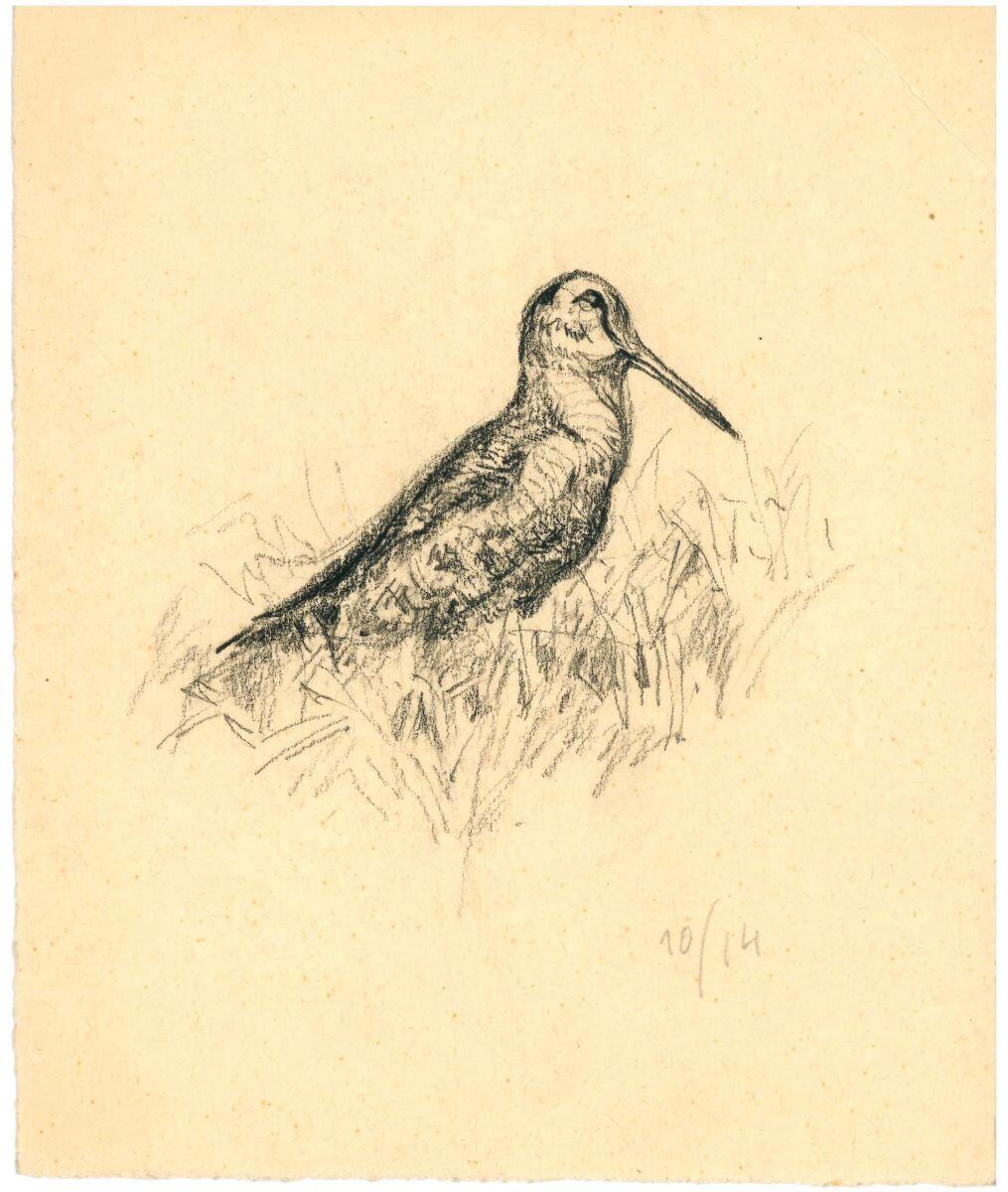 Bécasse