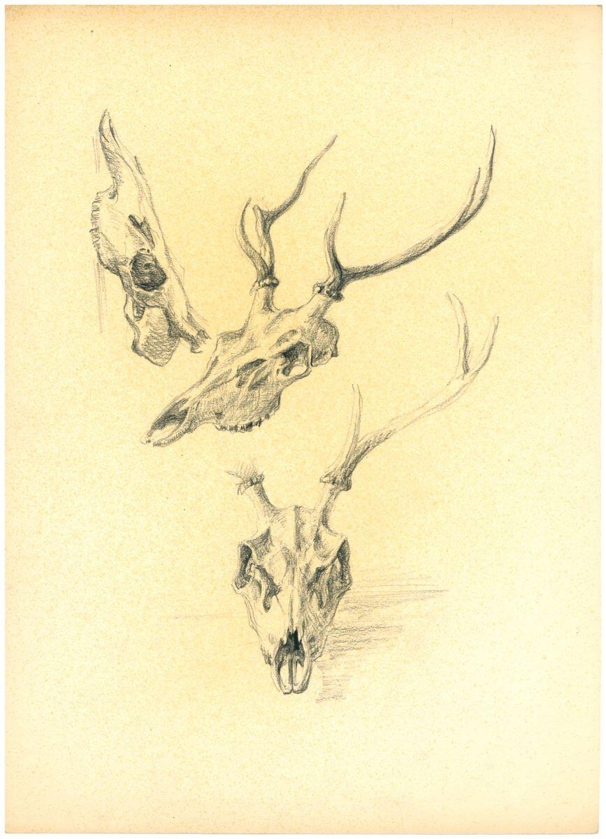 Étude de massacre de cerf