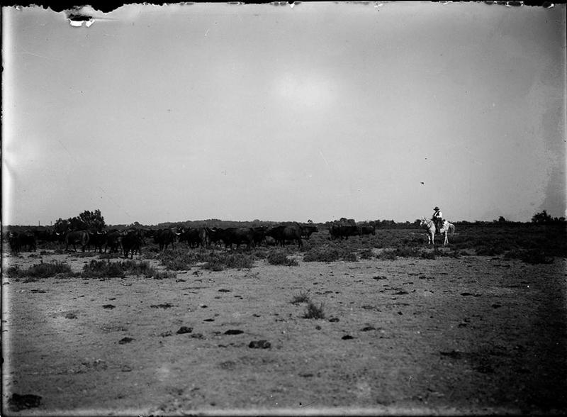 Gardian et manado au pré