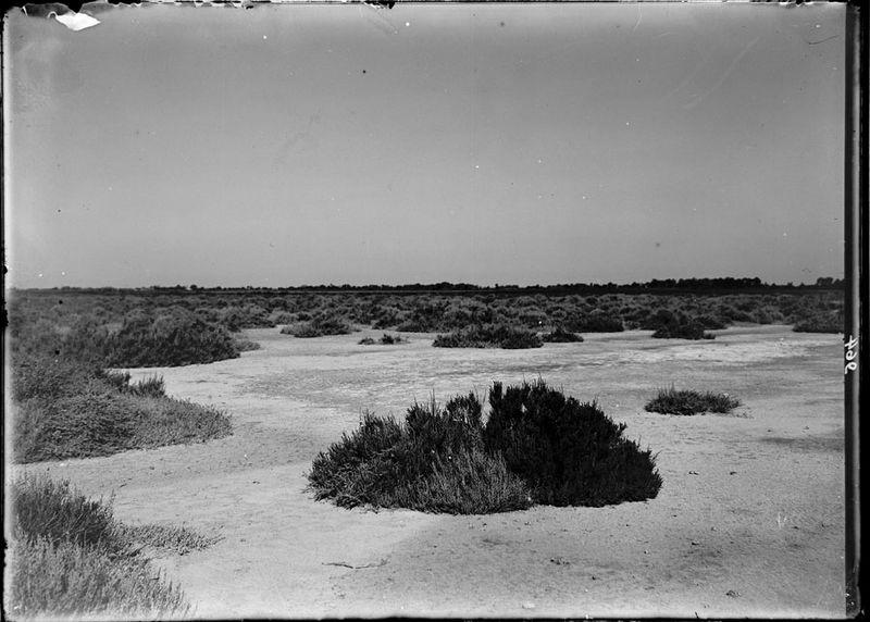 Paysage de sansouiro