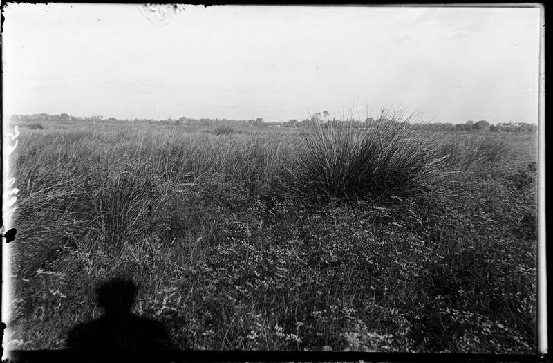 Végétation camarguaise