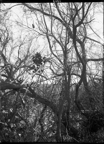 Nid de la mésange Rémiz