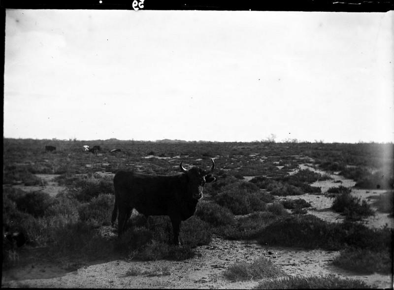 Taureau de race Camargue