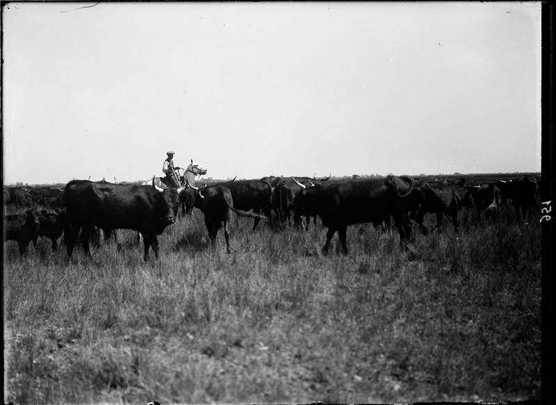 Manado de taureaux de race Camargue