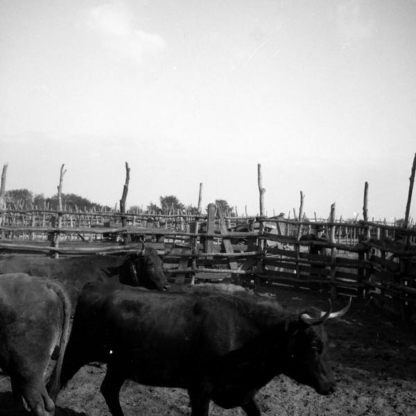 Vaches au bouvau