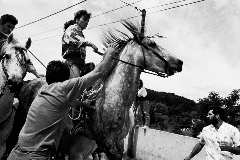 Envolée du cheval de tête d'une abrivado malmené par un attrapaïre