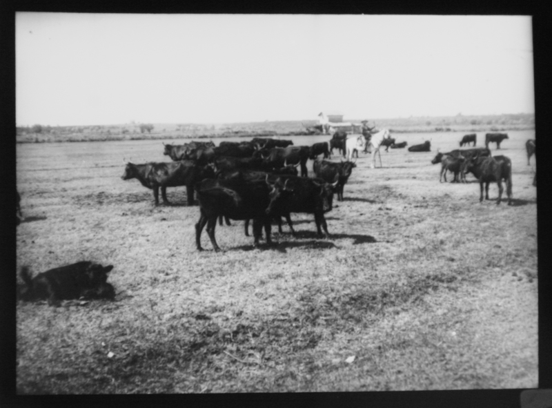 Manade de taureaux au pré