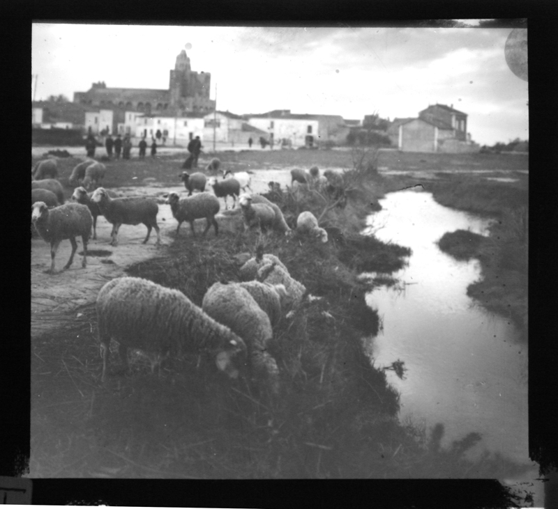 Moutons aux Stes Maries