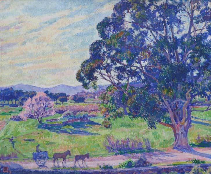 Eucalyptus sur la route de Bormes