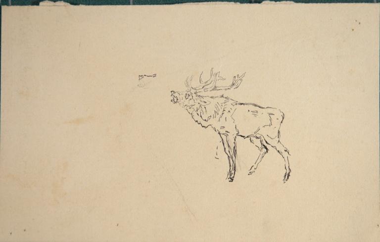 Cerf bramant