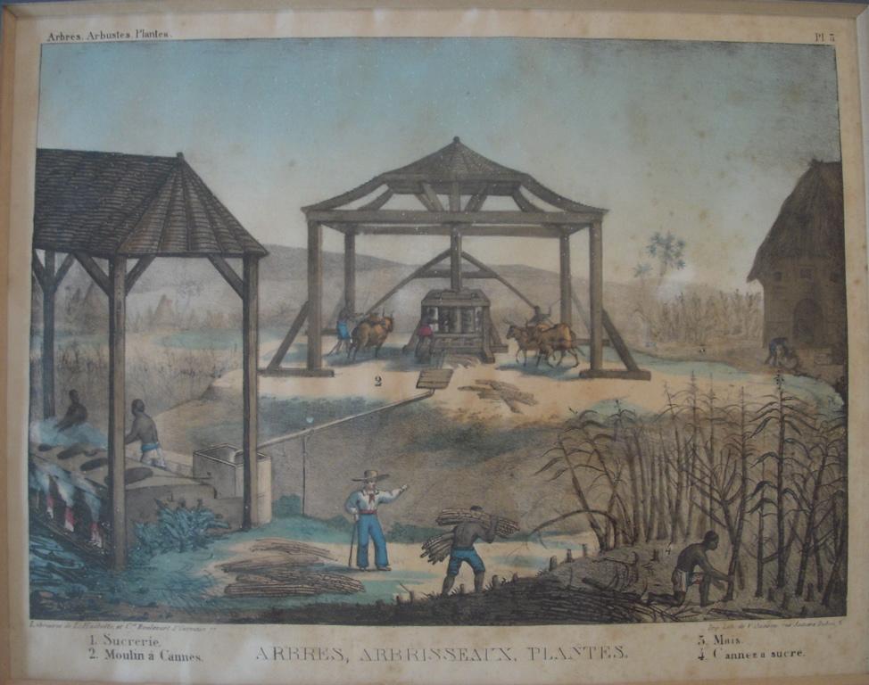 Arbres, arbrisseaux, plantes (titre inscrit)