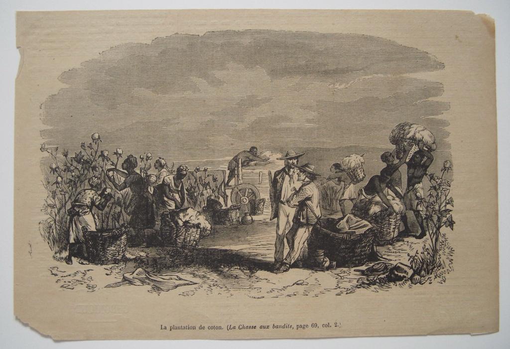 La plantation de coton (titre inscrit) (tiré de La Chasse aux bandits)