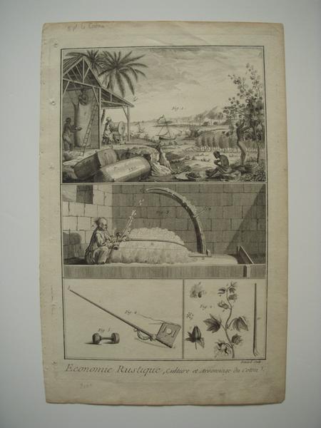 Economie rustique, Culture et arsonnage du coton (titre inscrit)