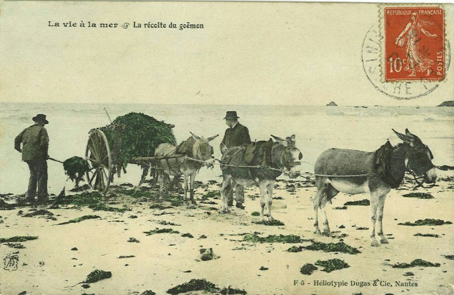 La vie à la mer - La récolte du goëmon