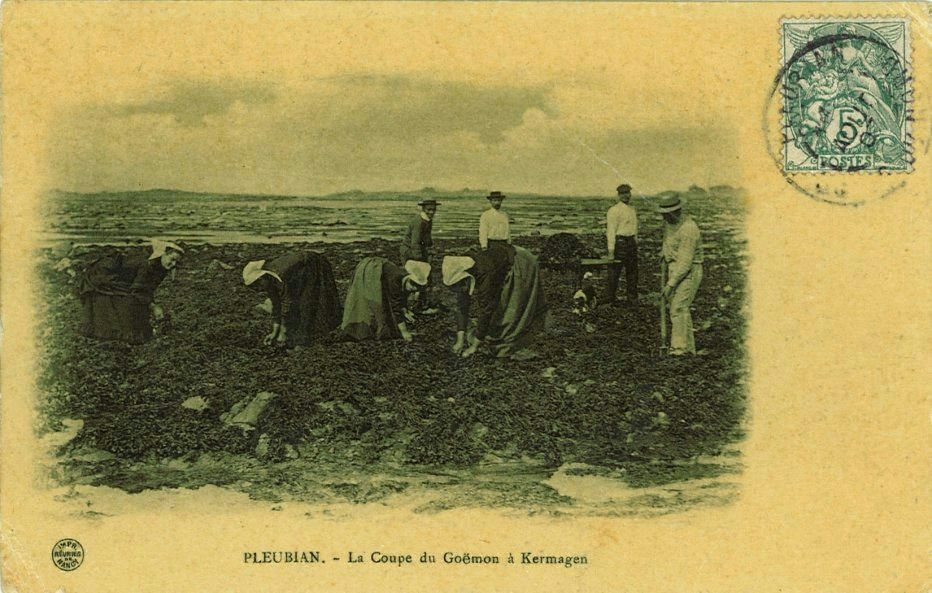La Coupe du Goëmon à Kermagen