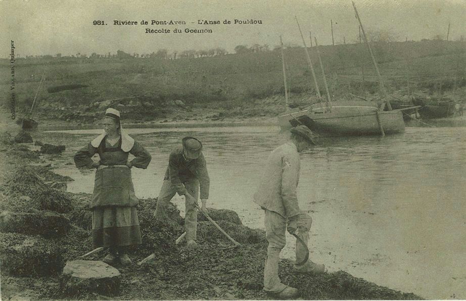 Rivière de Pont-Aven - L'Anse de Pouldou Récolte du Goëmon