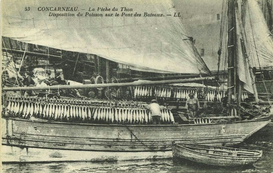 La Pêche du Thon - Disposition du Poisson sur le Pont des Bateaux