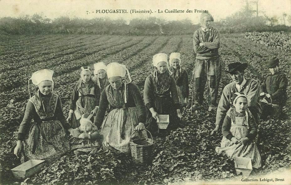 La Cueillette des Fraises