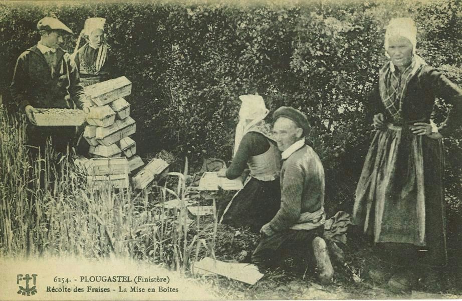 Récolte des Fraises - La Mise en Boîtes