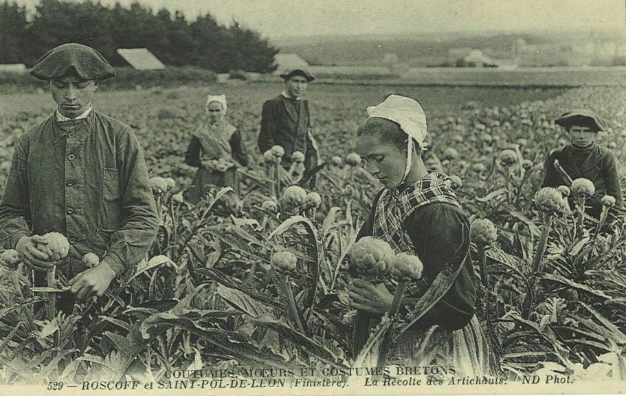 La Récolte des Artichauts