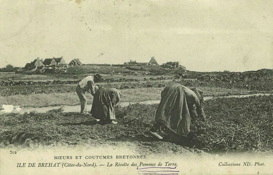 La Récolte des Pommes de Terre
