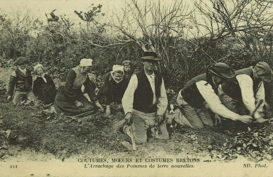 L'Arrachage des Pommes de terre nouvelles