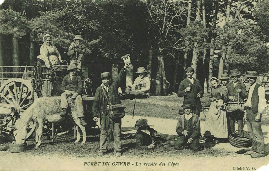 Forêt du Gâvre - La récolte des Cêpes