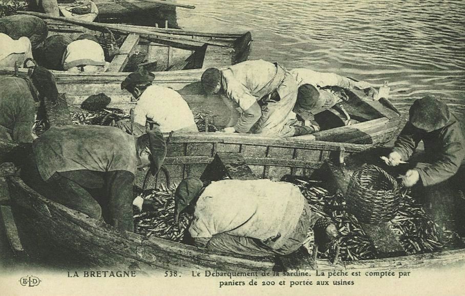 Le Débarquement de la sardine - La Pêche est comptée par paniers de 200 et portée aux usines
