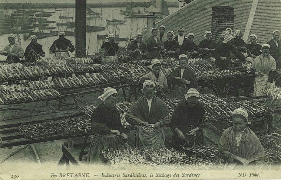 Industrie Sardinières le Séchage des Sardines