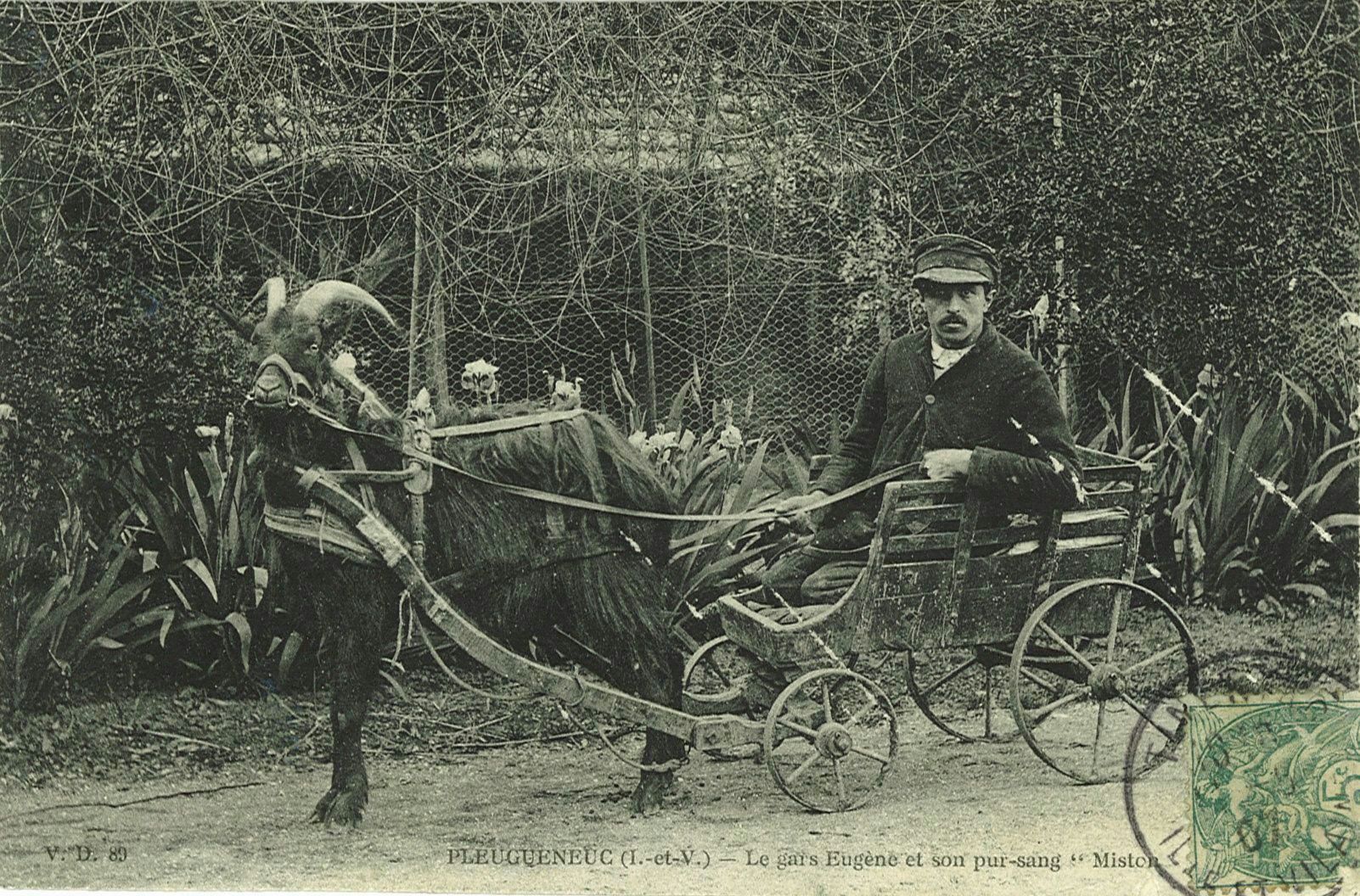 Le gars Eugène et son pur-sang Miston