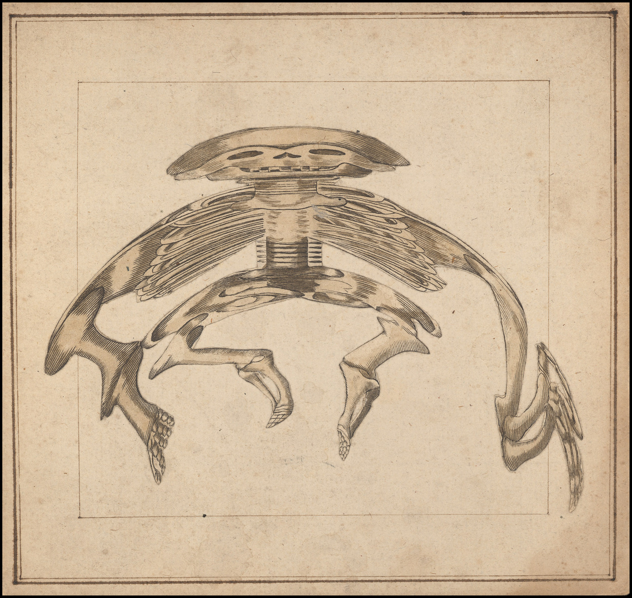 Planche d'anamorphose : squelette