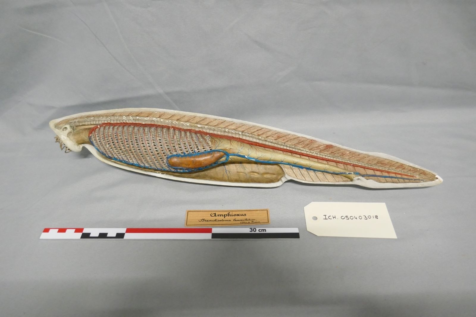 Branchiostoma lanceolatum, Amphioxus, chordés