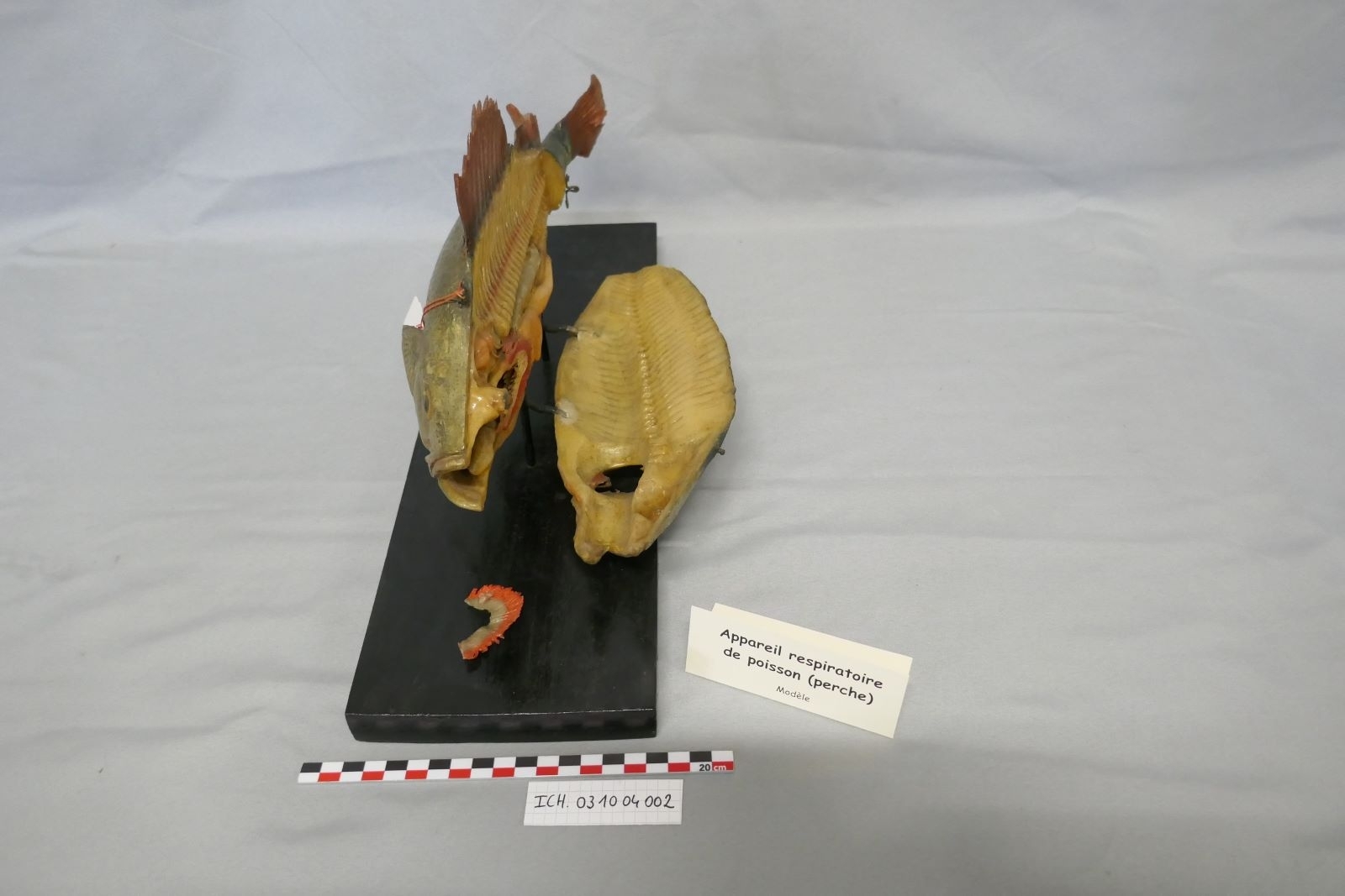 Appareil respiratoire de poisson : Perca fluviatilis, perche