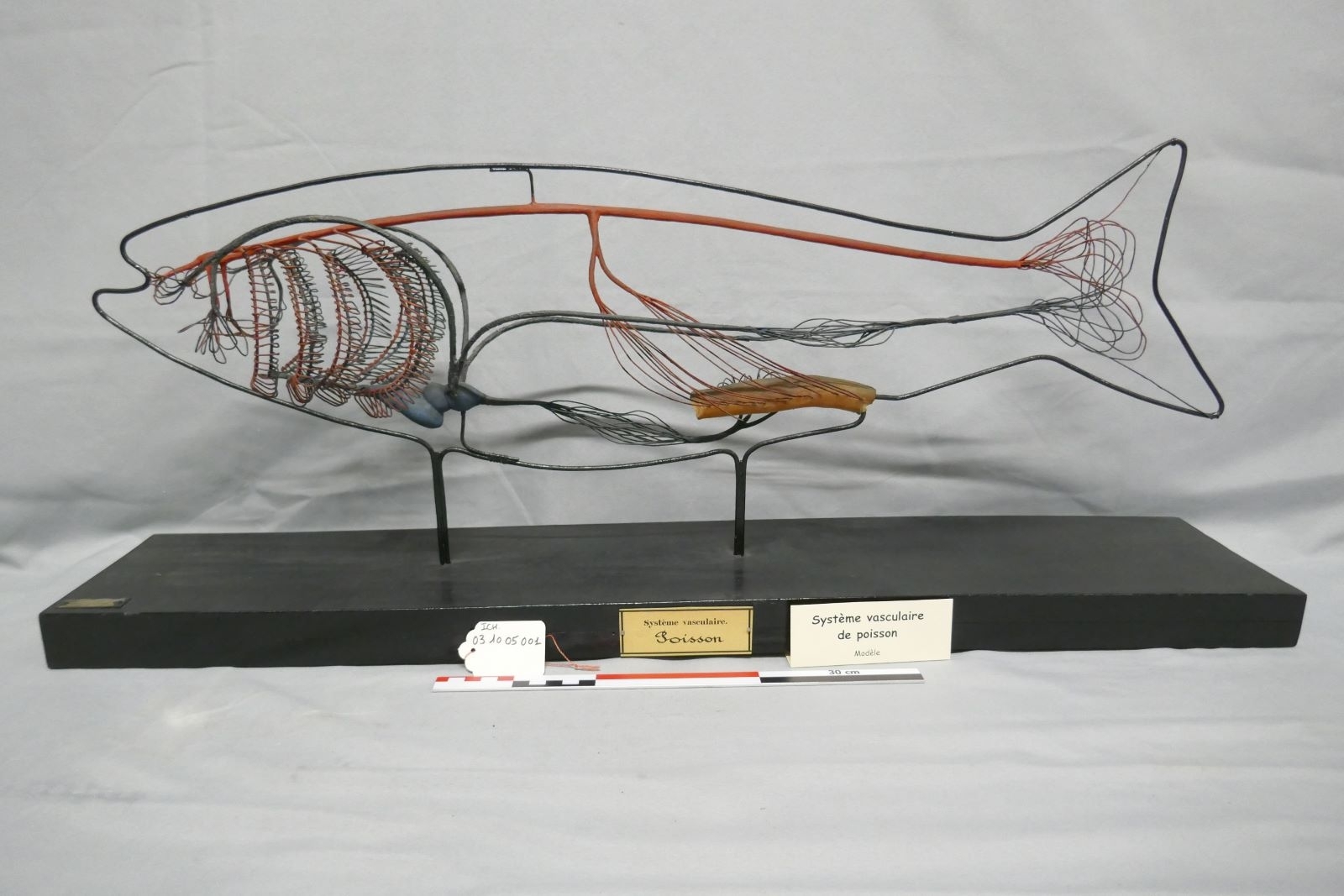 Système vasculaire de poisson