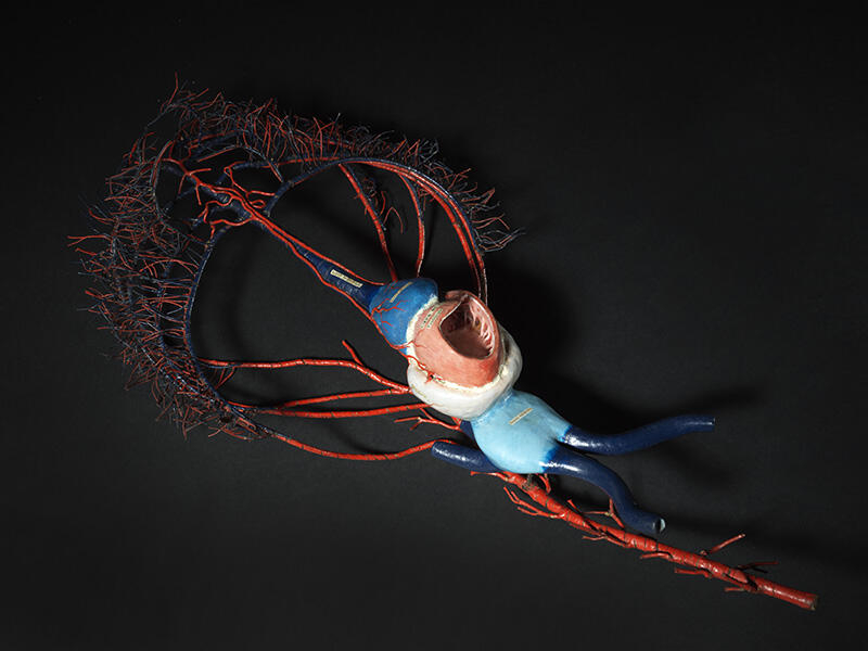 Carpe : cyprinus carpio