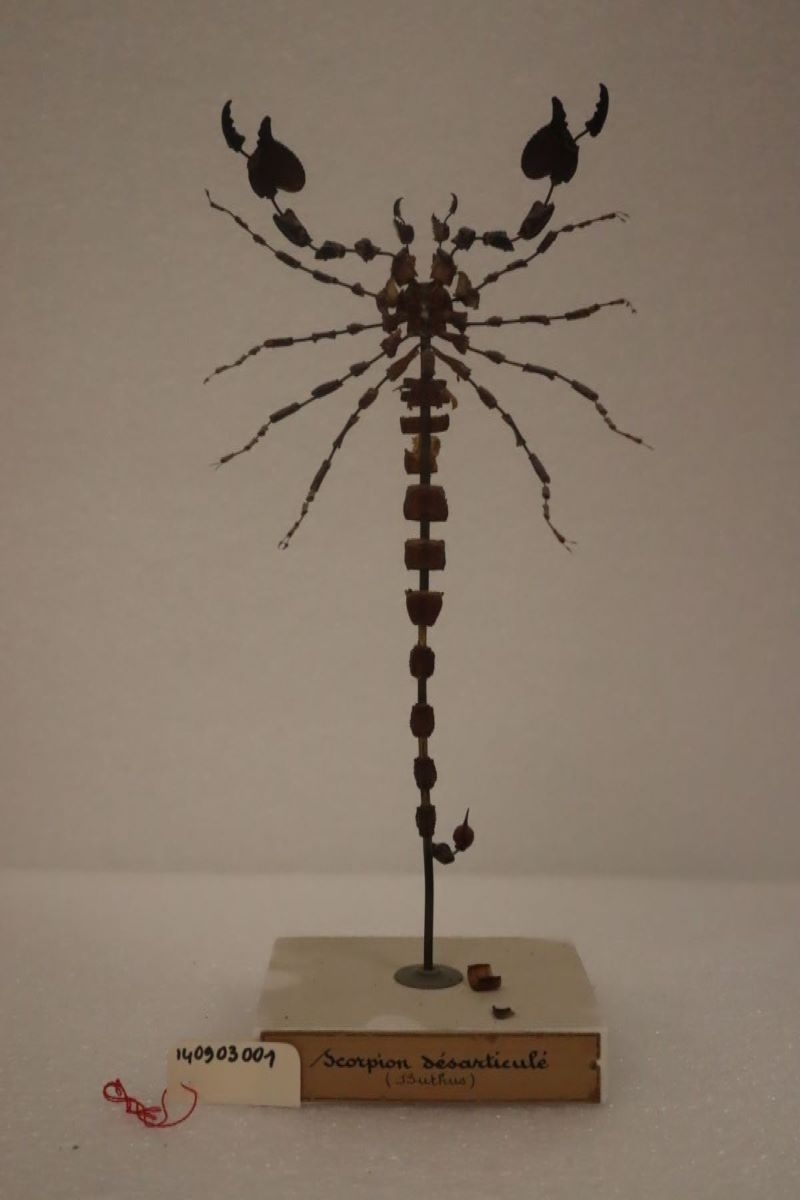 Scorpion : Buthus sp.