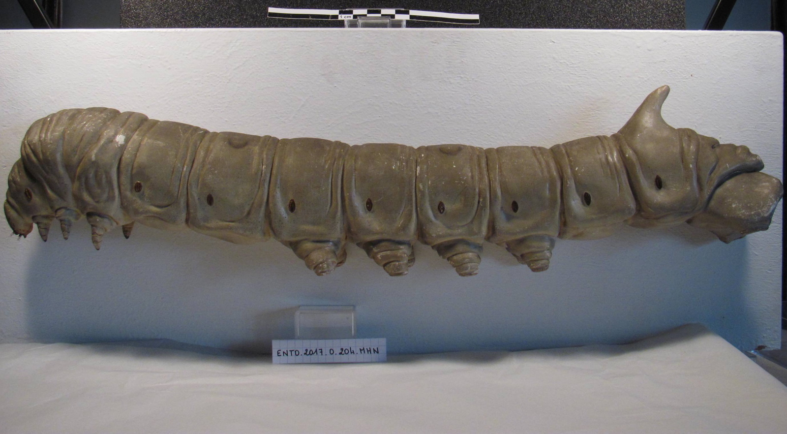 Ver à soie : Sericaria mori