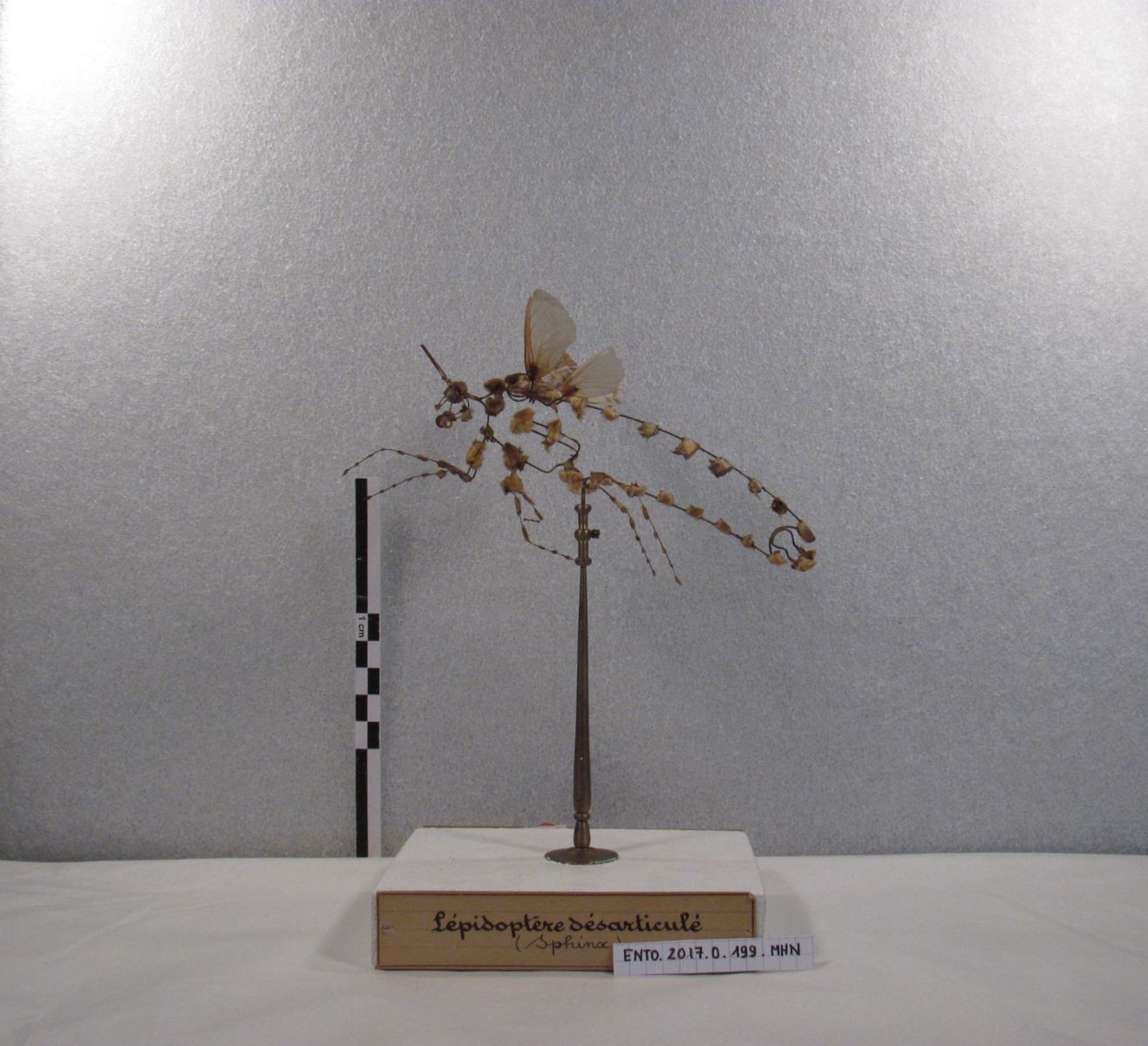 Lépidoptères : Sphinx