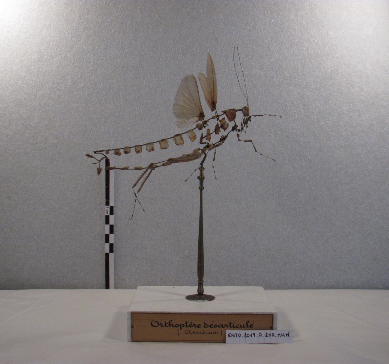 Orthoptères : Acridium