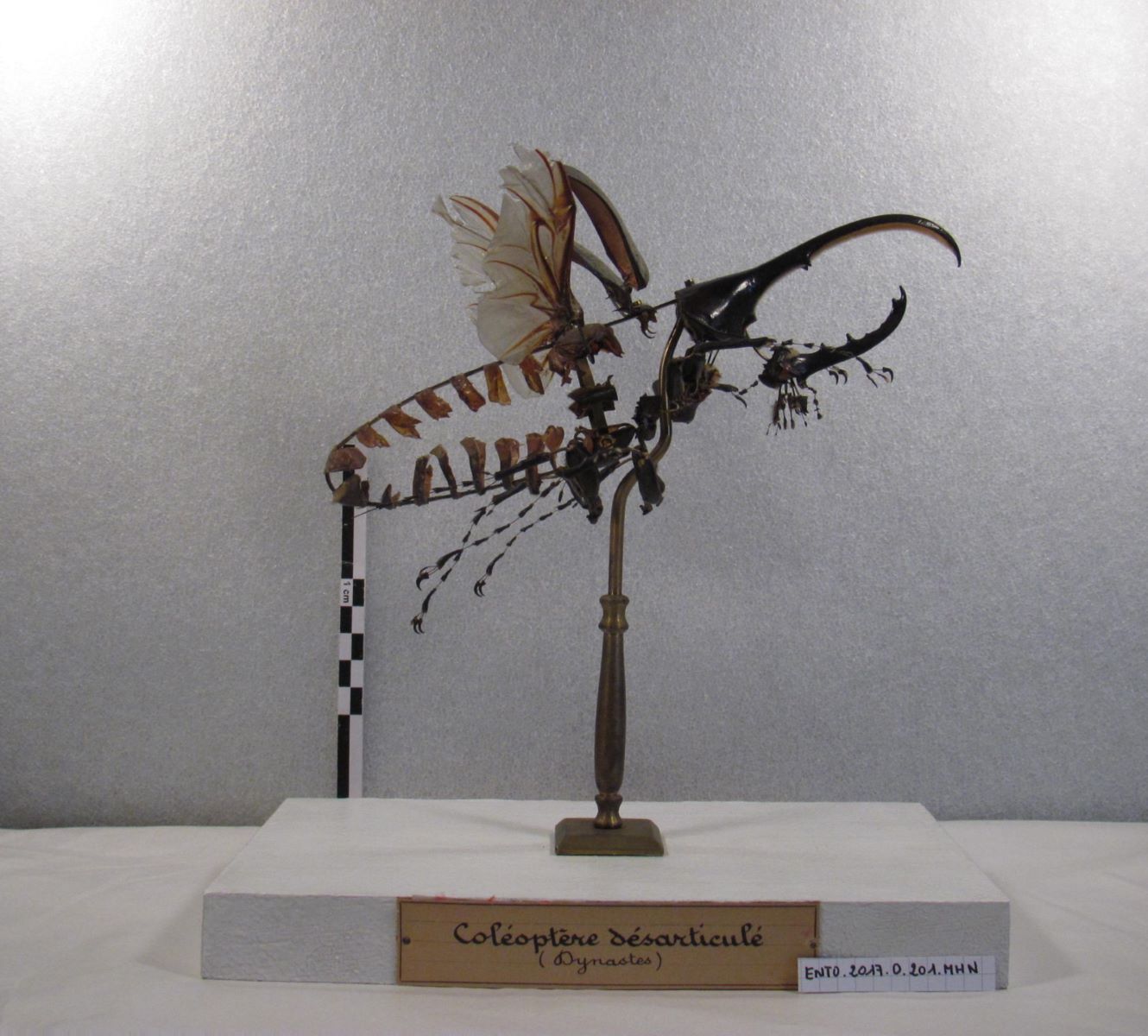 Coléoptères : dynastes