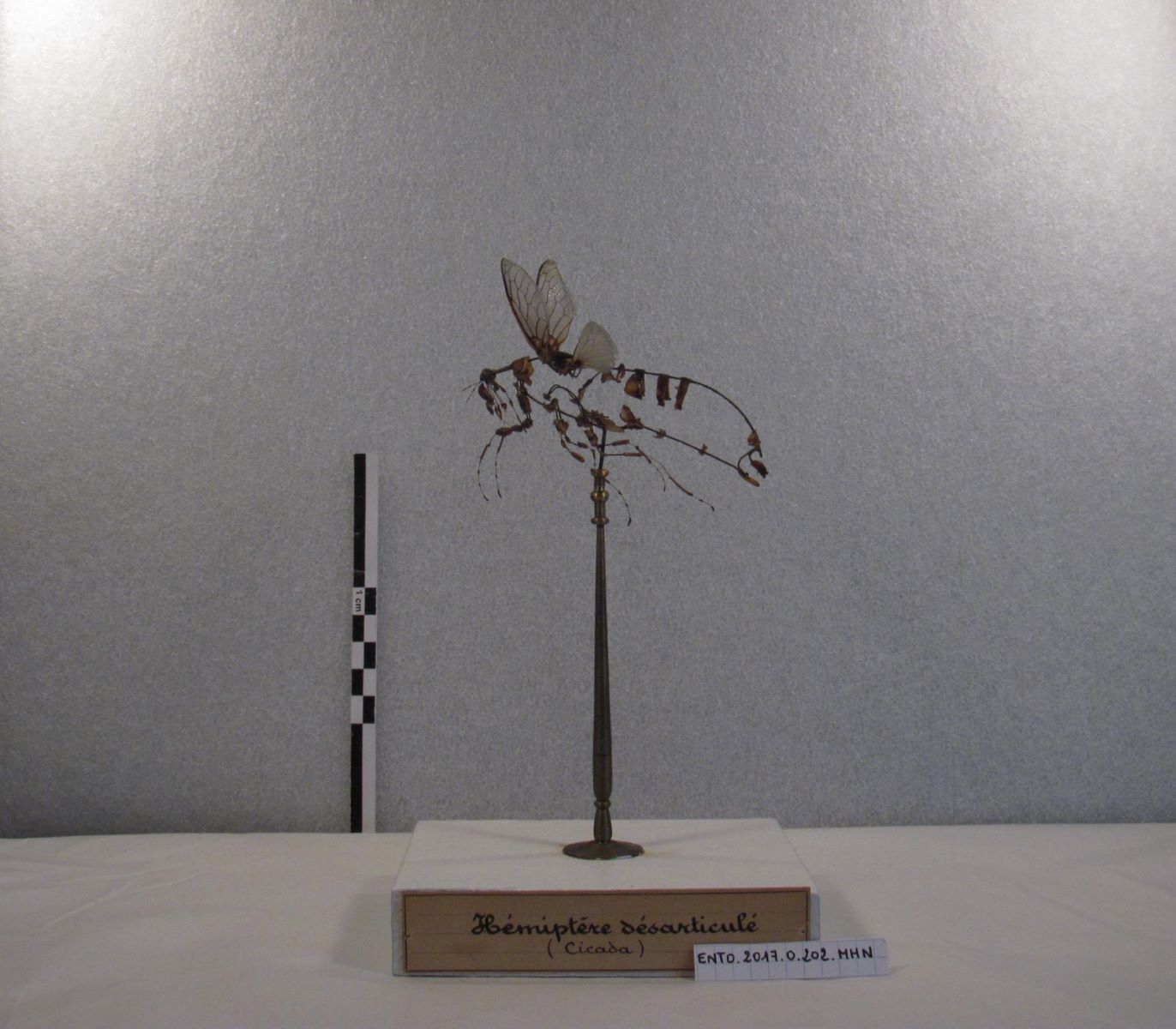 Hémiptères : Cicada