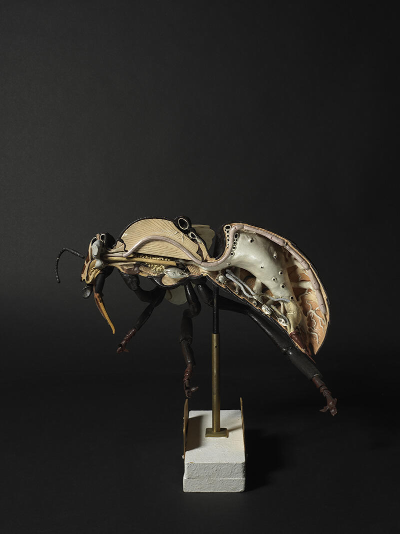 Hymenoptères : abeille