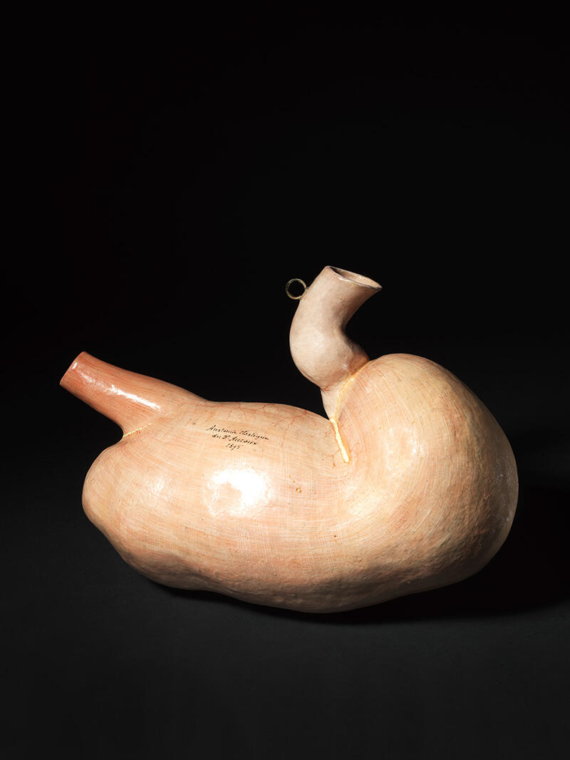 Estomac de lion : Panthera leo