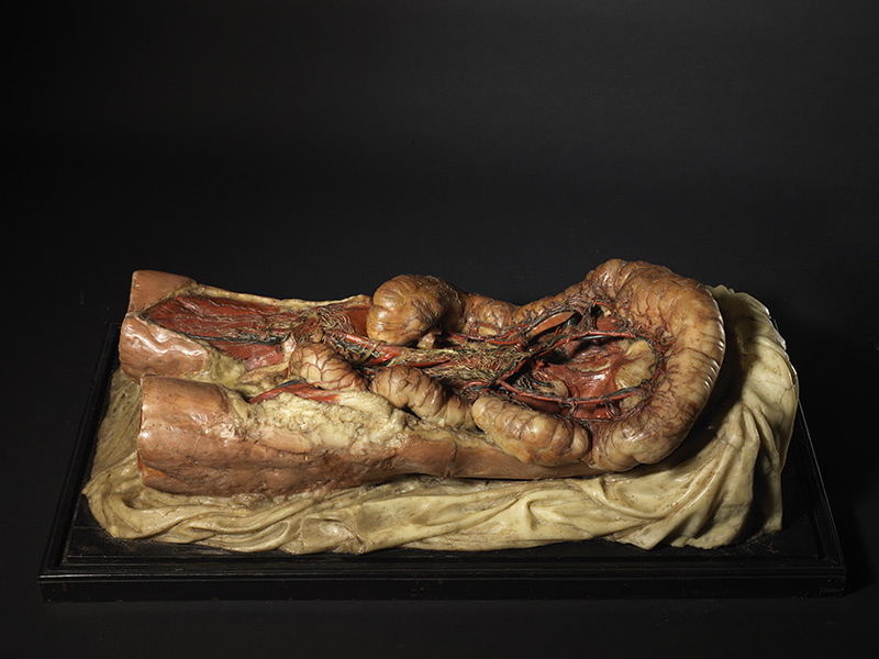 Chylifères de la cavité abdominales de la lymphatique