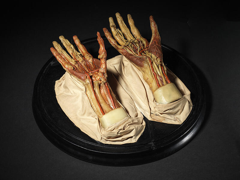 Muscles et tendons des mains