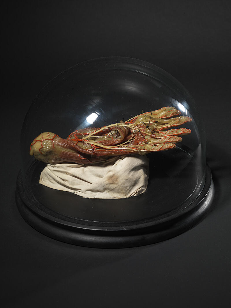 Muscles et tendons du pied