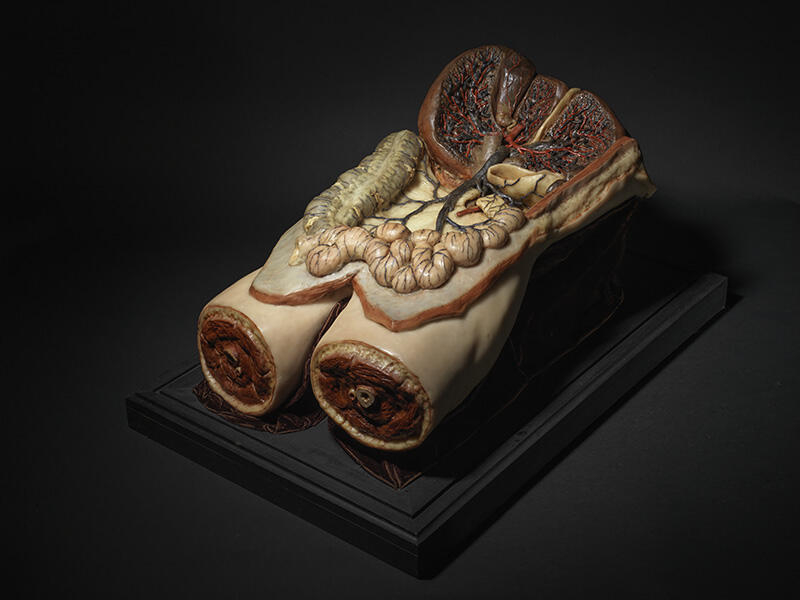 Torse: foie et intestins